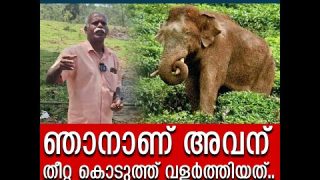 ഞാനാണ് അരിക്കൊമ്പനെ വളർത്തിയത്… ഇവിടന്നാണ് അവനെ കൊണ്ടുപോയത്..I Arikkomban News